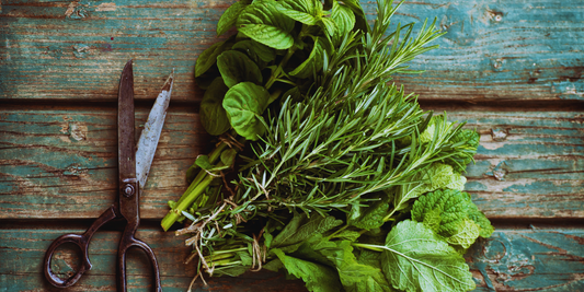 Fresh herbs on a rustic wooden table next to a pair of black kitchen shears.